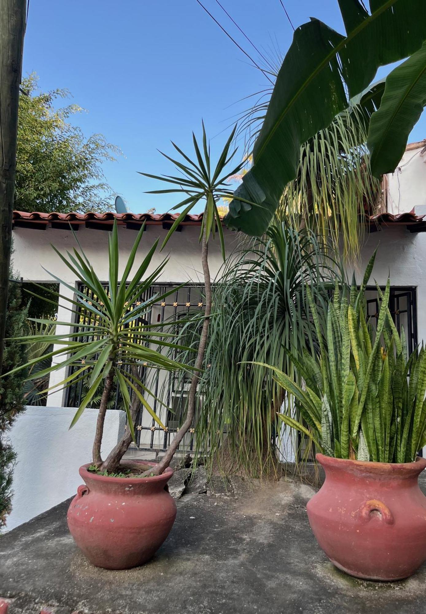 Villa Palmier -Quiet Cosy Air Conditioned Terrace Puerto Vallarta Exterior photo